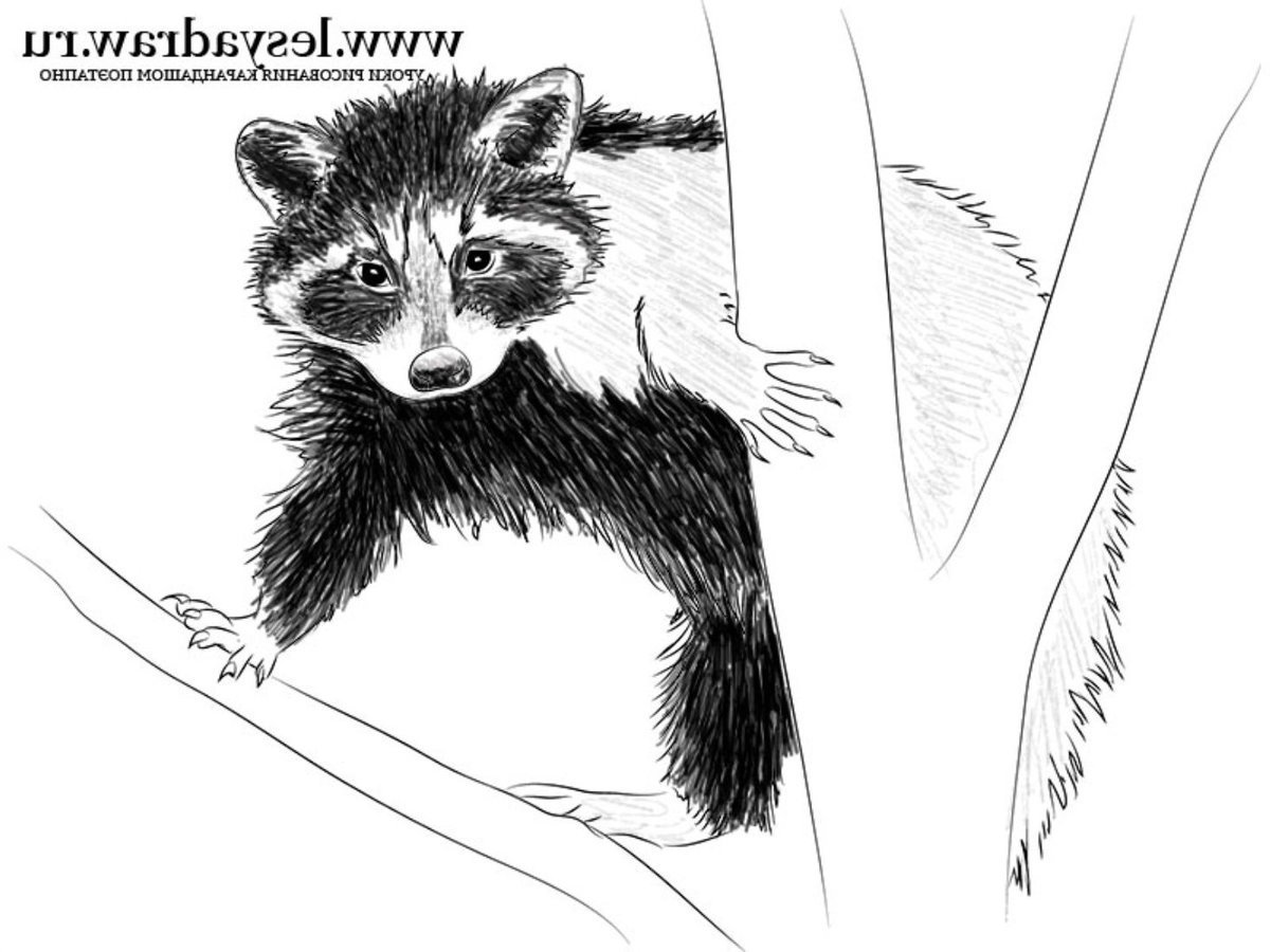 Енот мультяшный