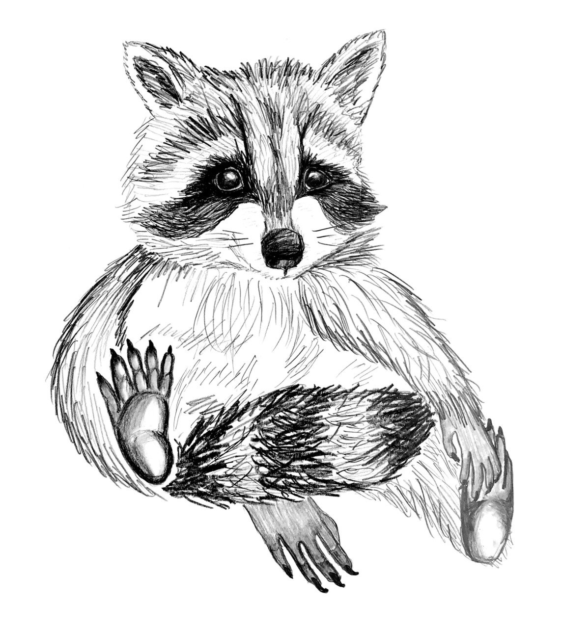 Мультяшные еноты