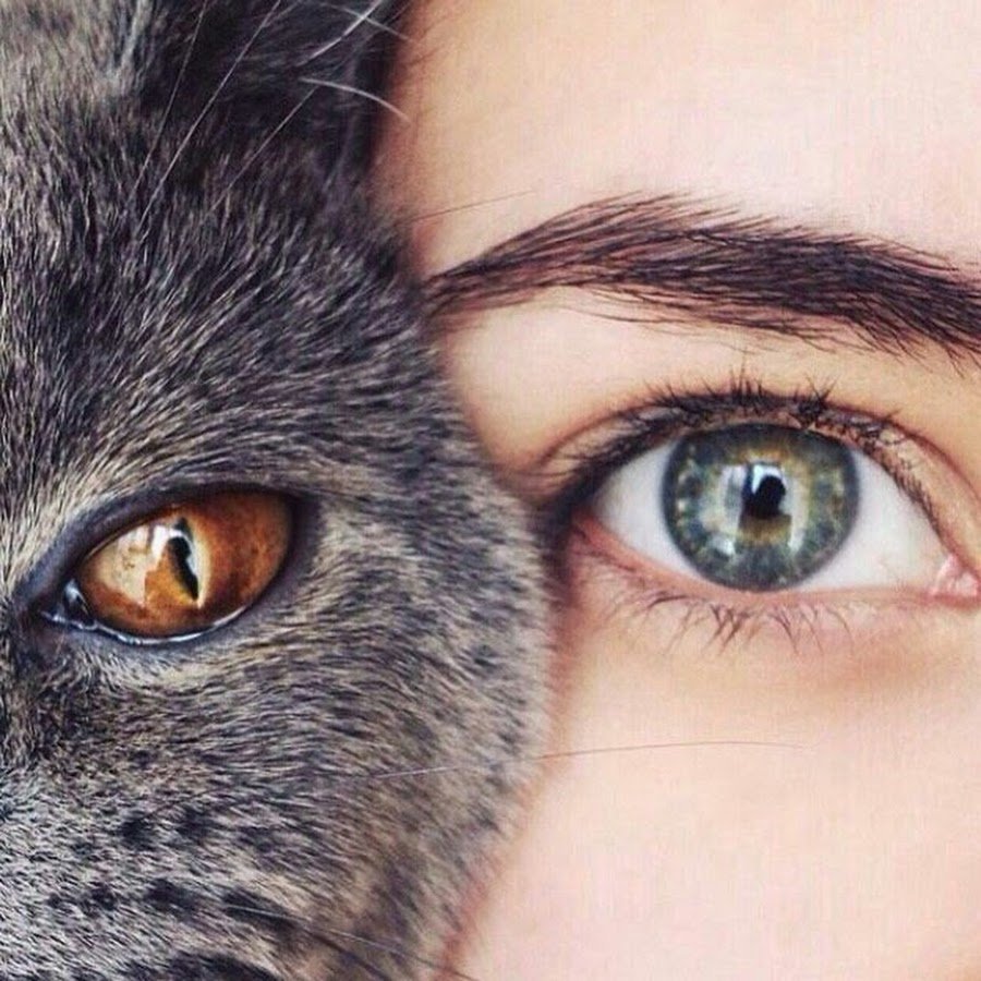 Девушка с кошачьими глазами