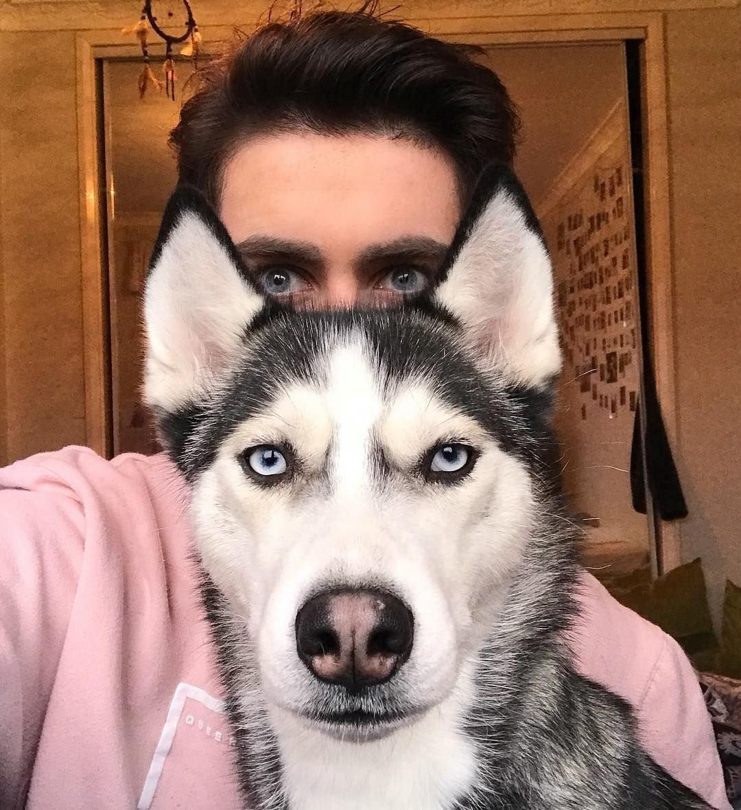 Сибирский хаски с человеком