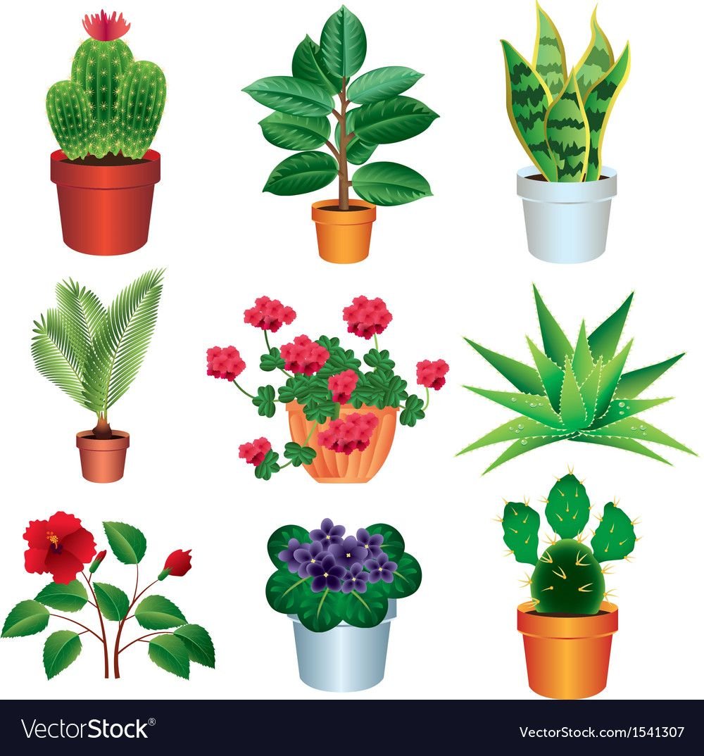 Домашние цветы для детей дошкольного возраста