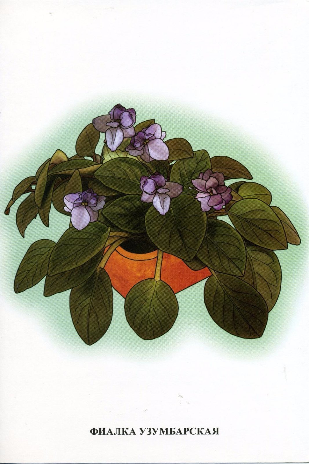 Фиалка традесканция