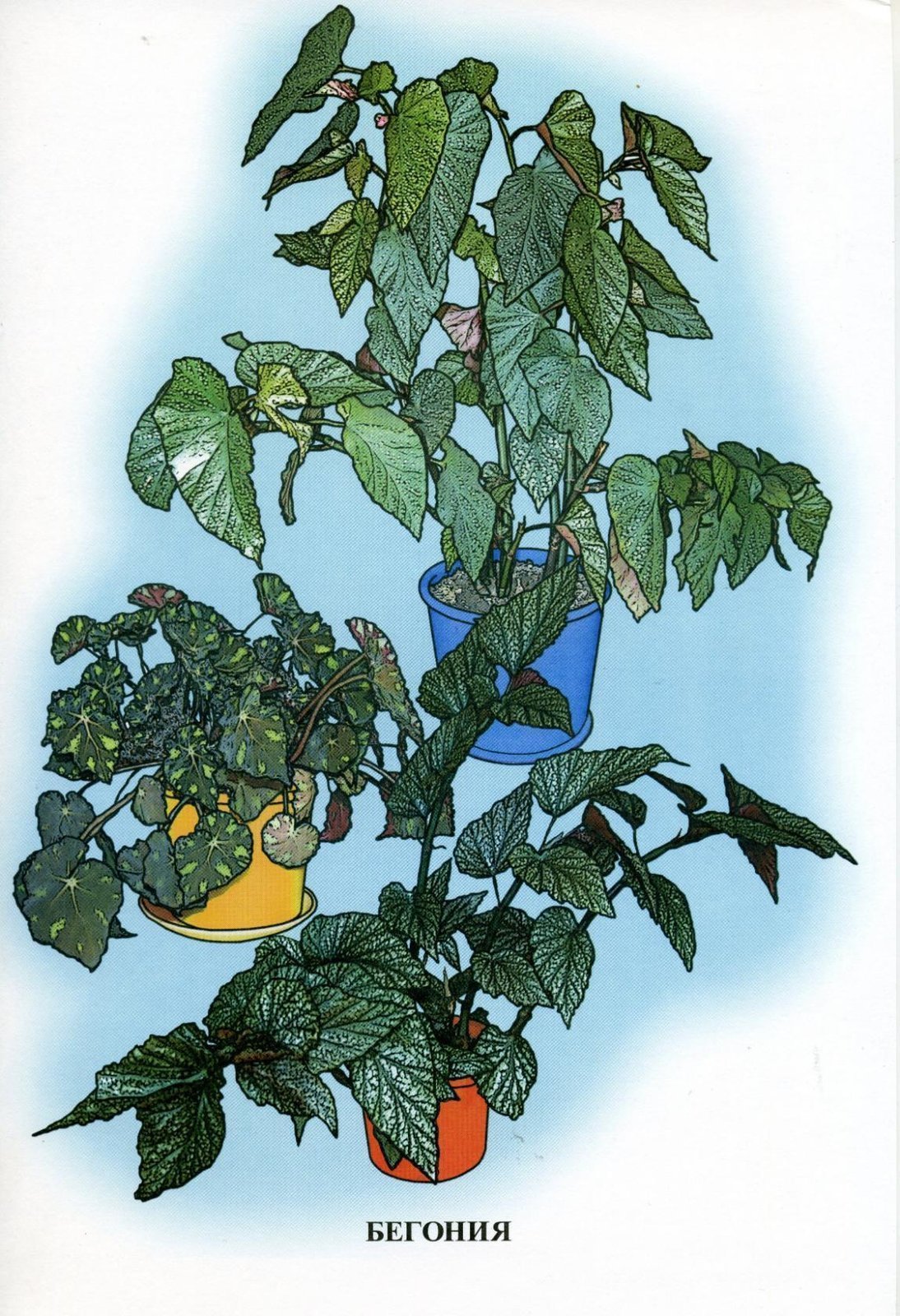 Комнатные растения иллюстрации