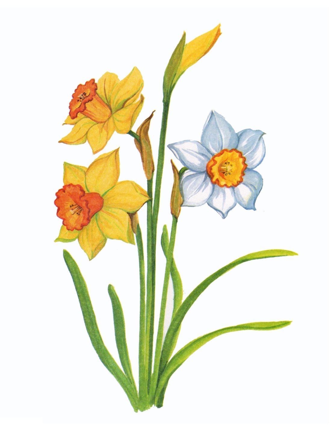 Кактусы рисунки и названия