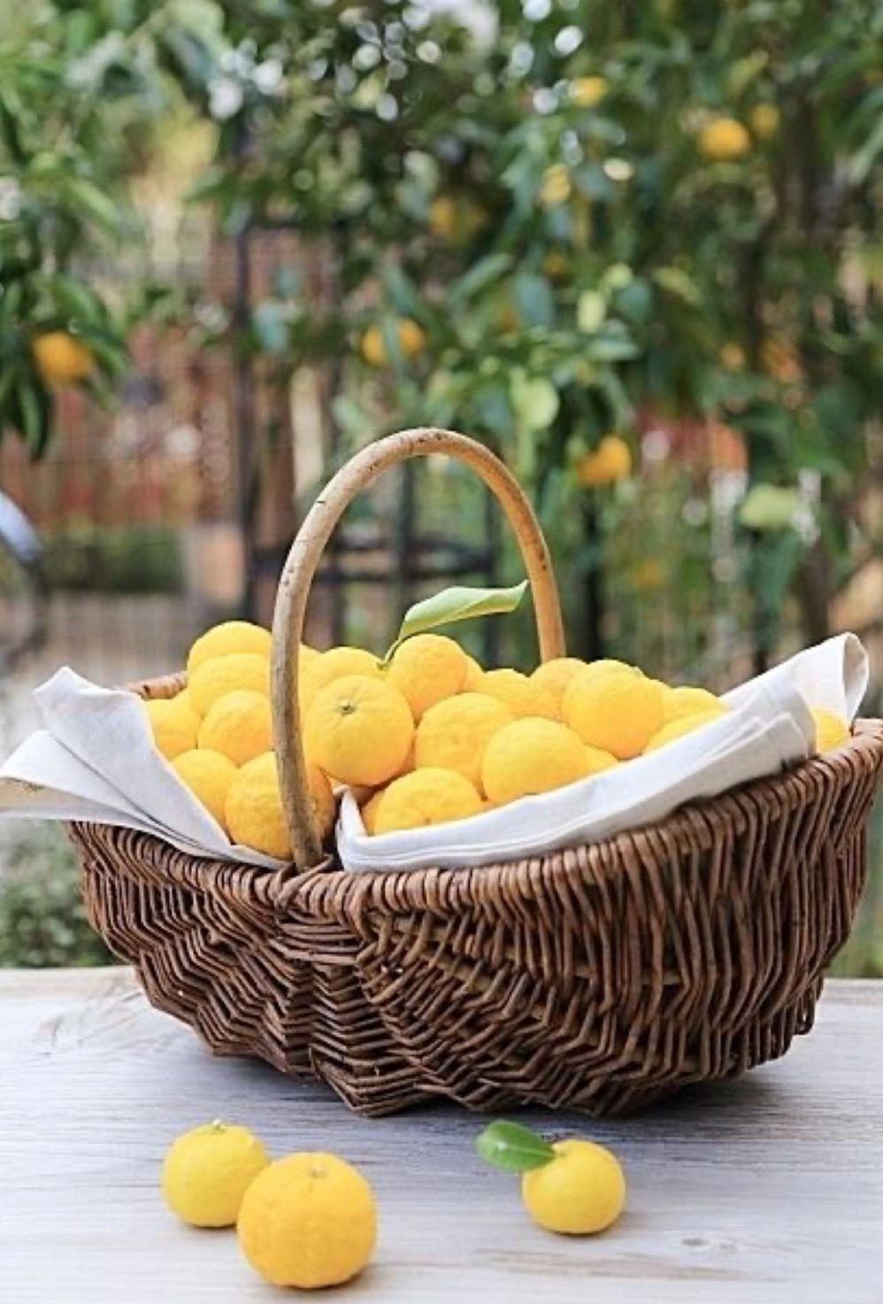 Натюрморт с апельсинами