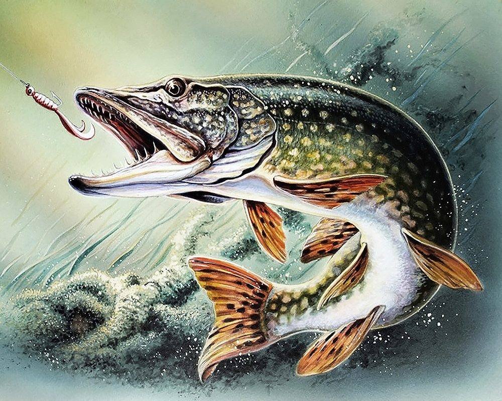 Форель выпрыгивает из воды