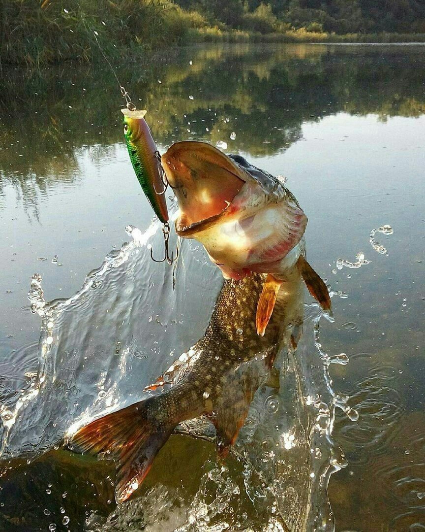 Мультяшные рыбаки