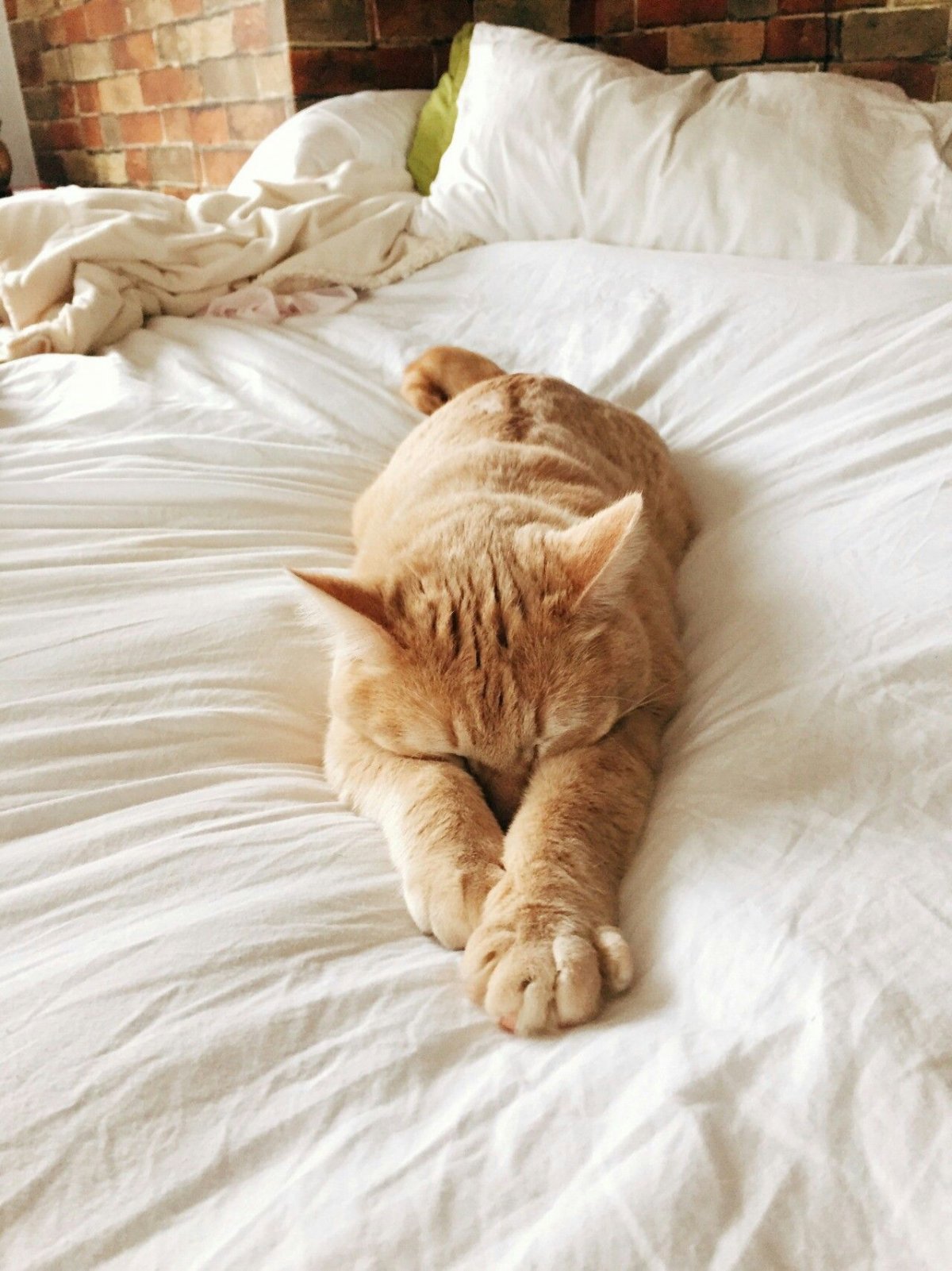 Котик в кровати