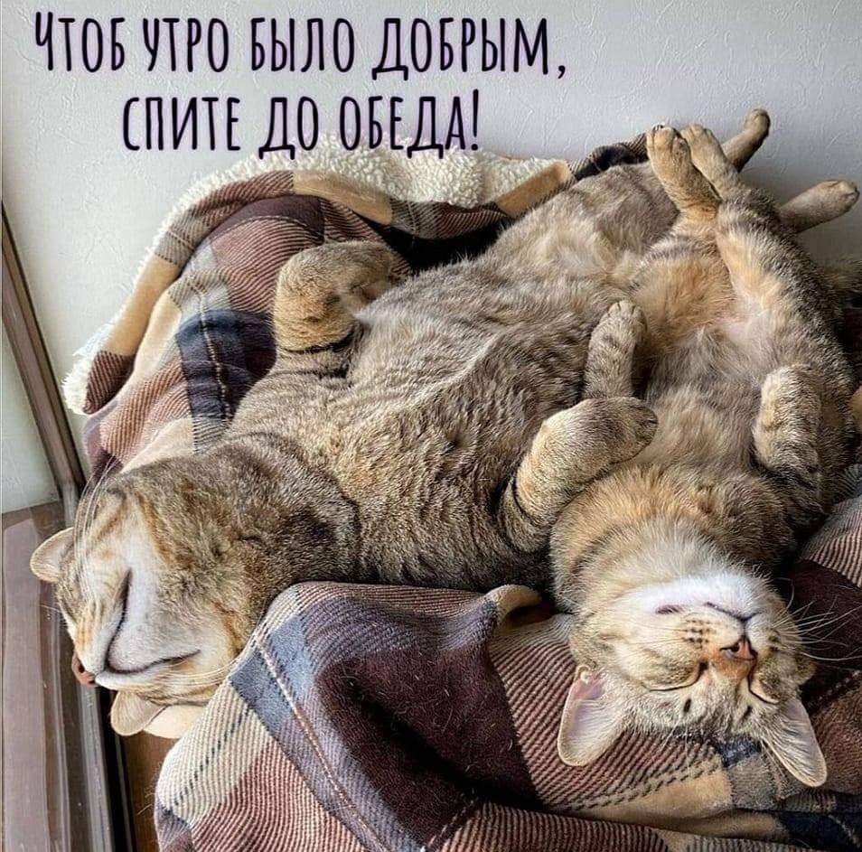 Шутки о котах