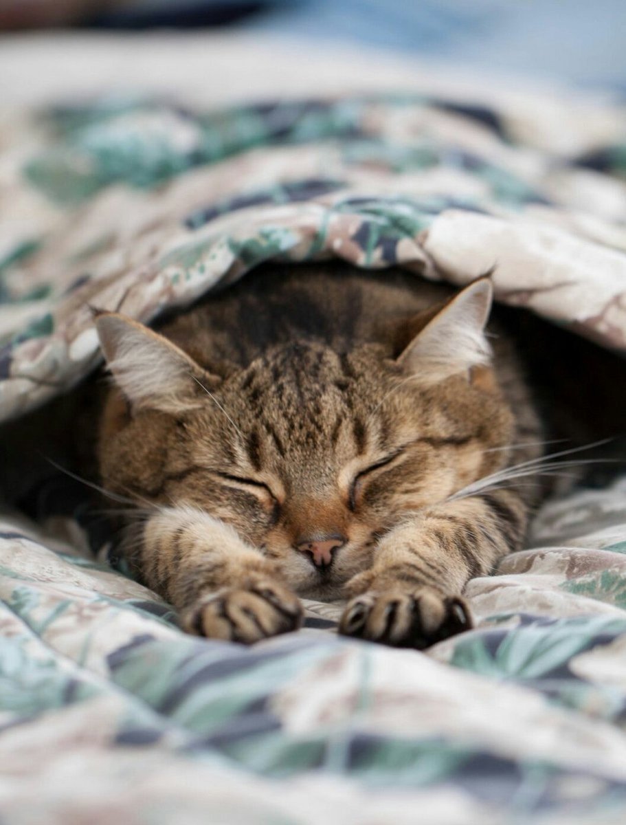 Кот под одеялом