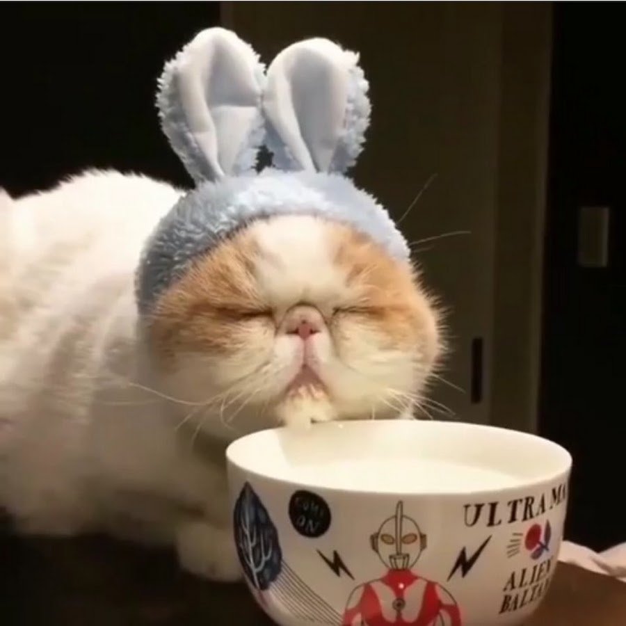 Сонный кот с кофе