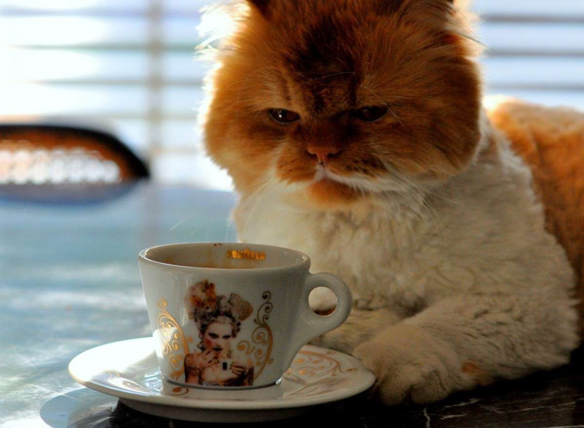 Котенок пьет кофе