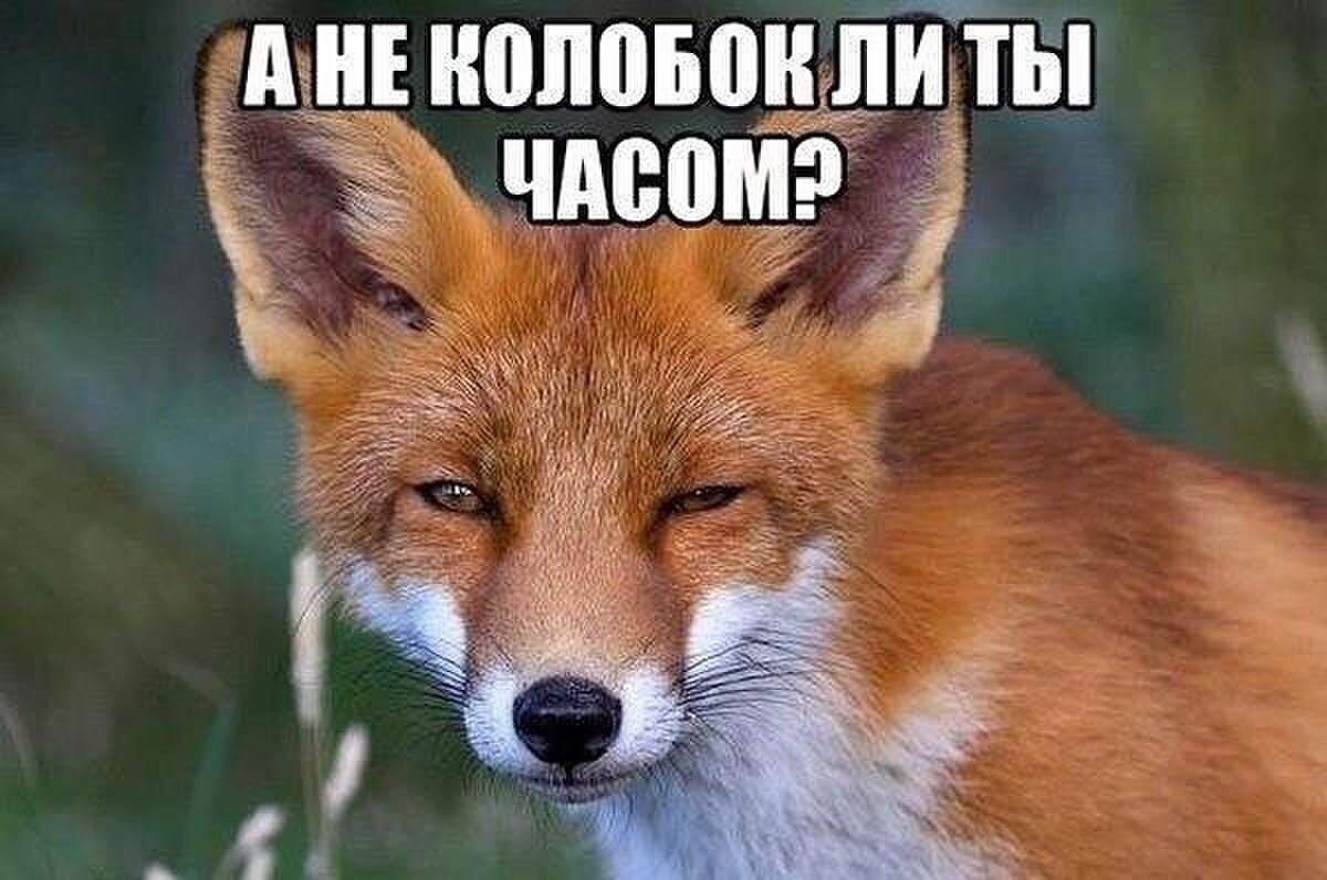 Приколы про лисиц