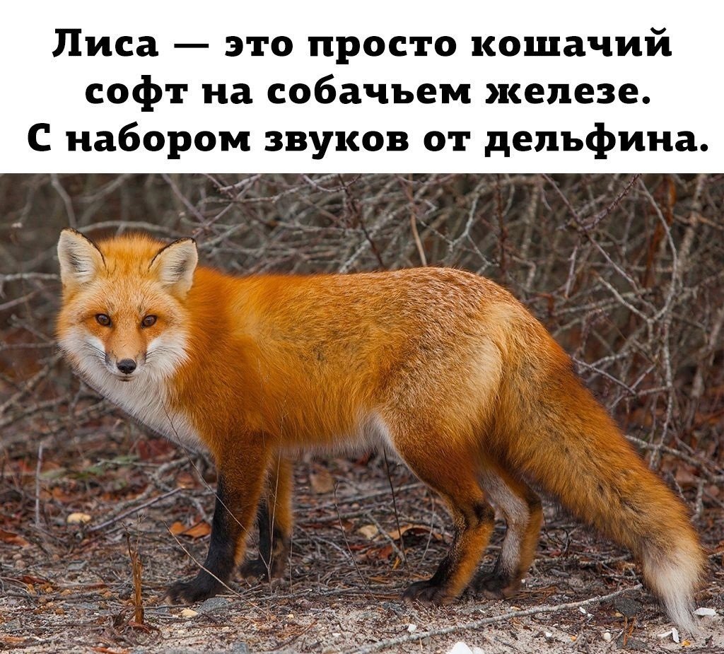 Смешные фразы про Лис