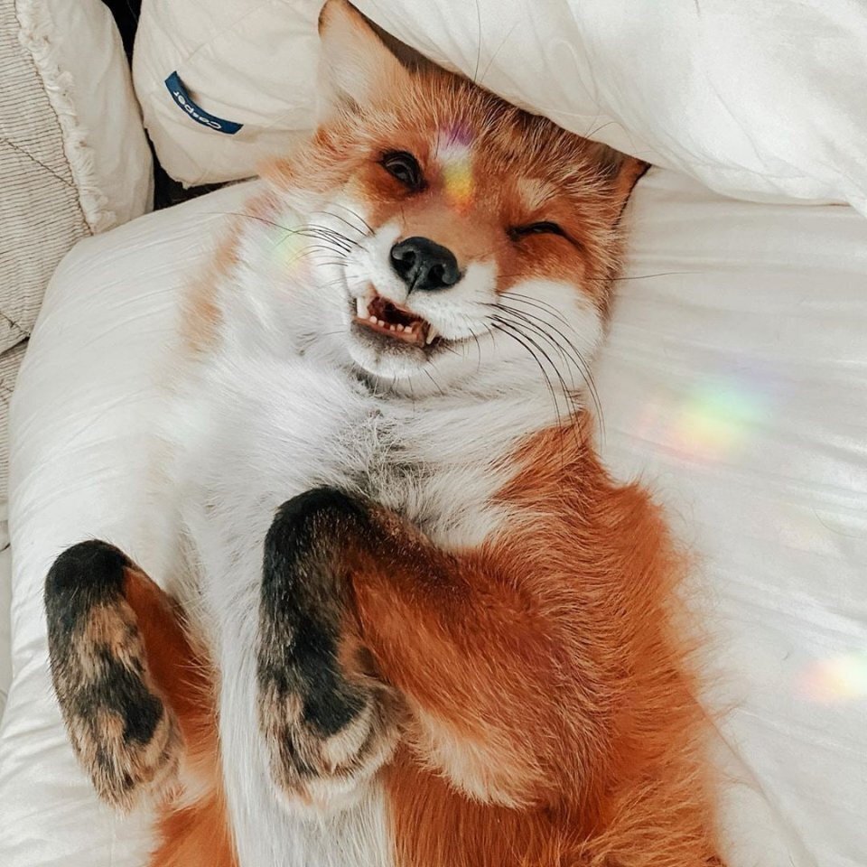 Цитаты про лису