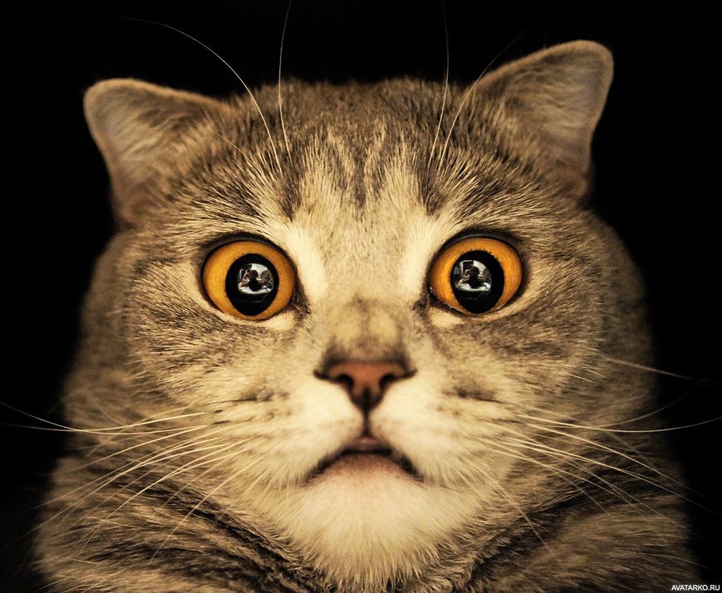Котэ в шоке