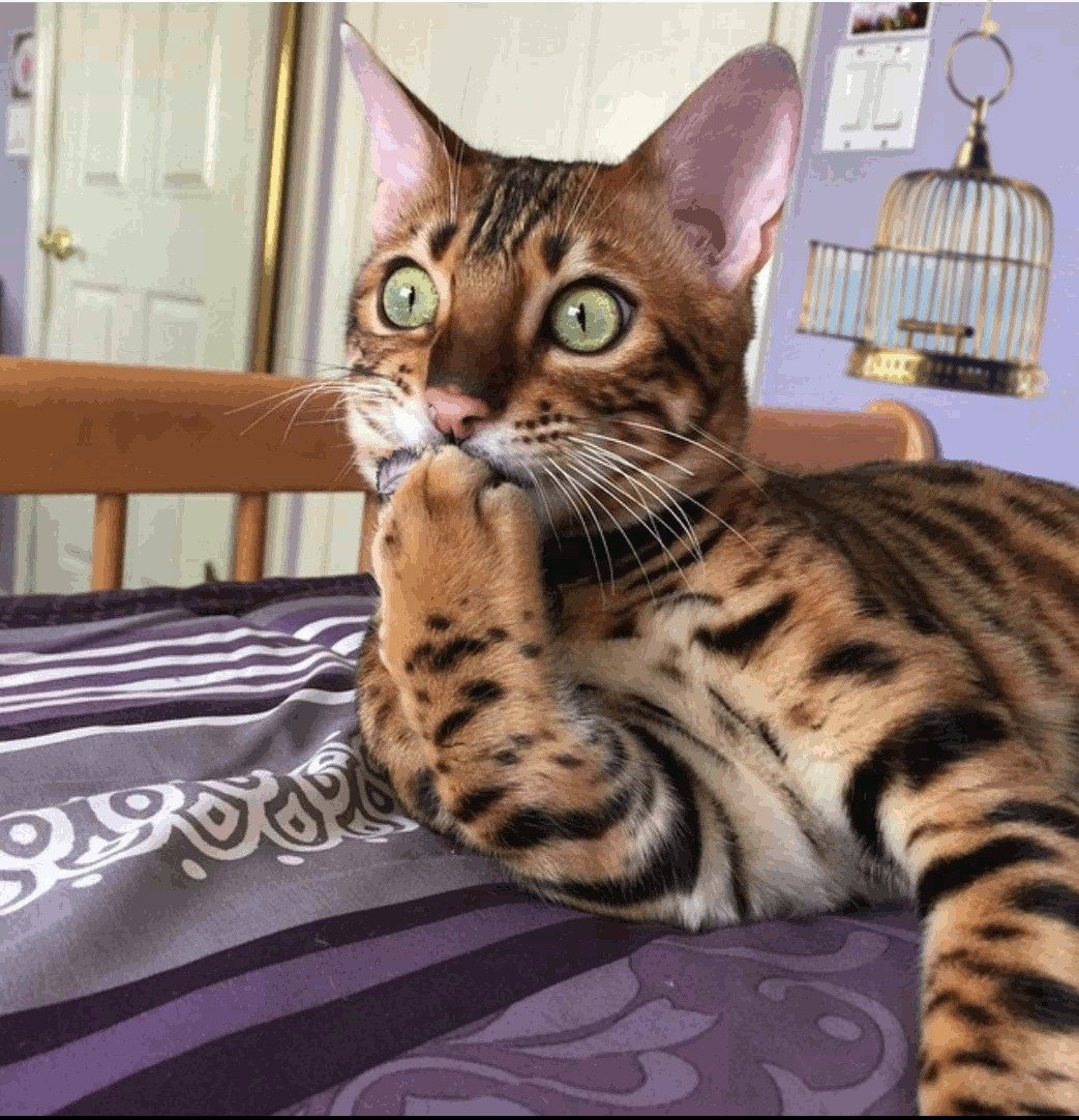 Удивлённый кот