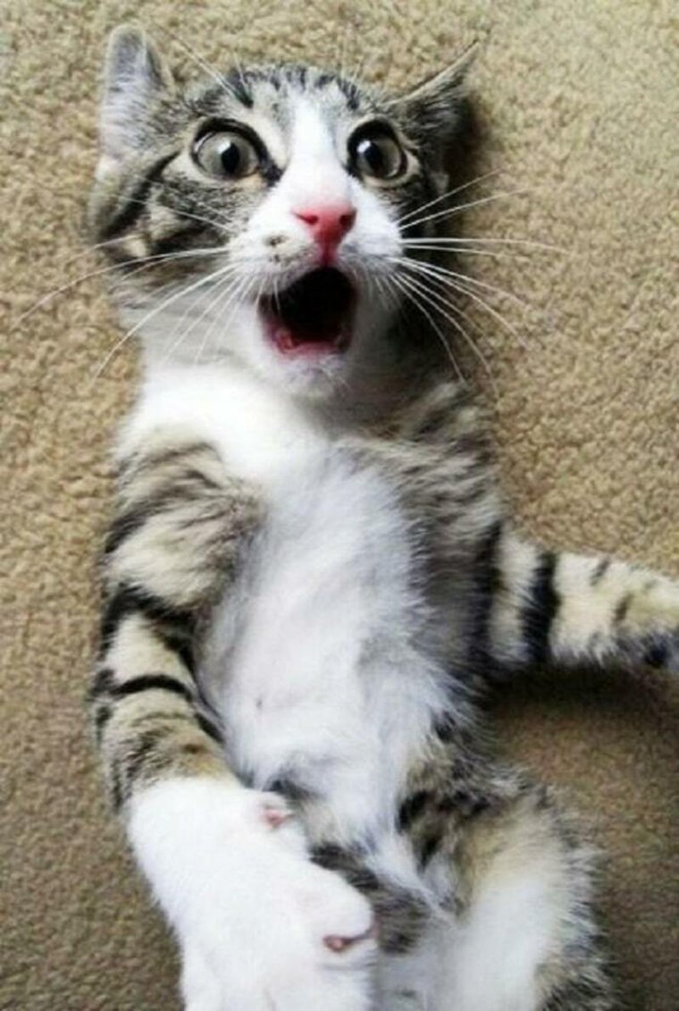 Испугать кота