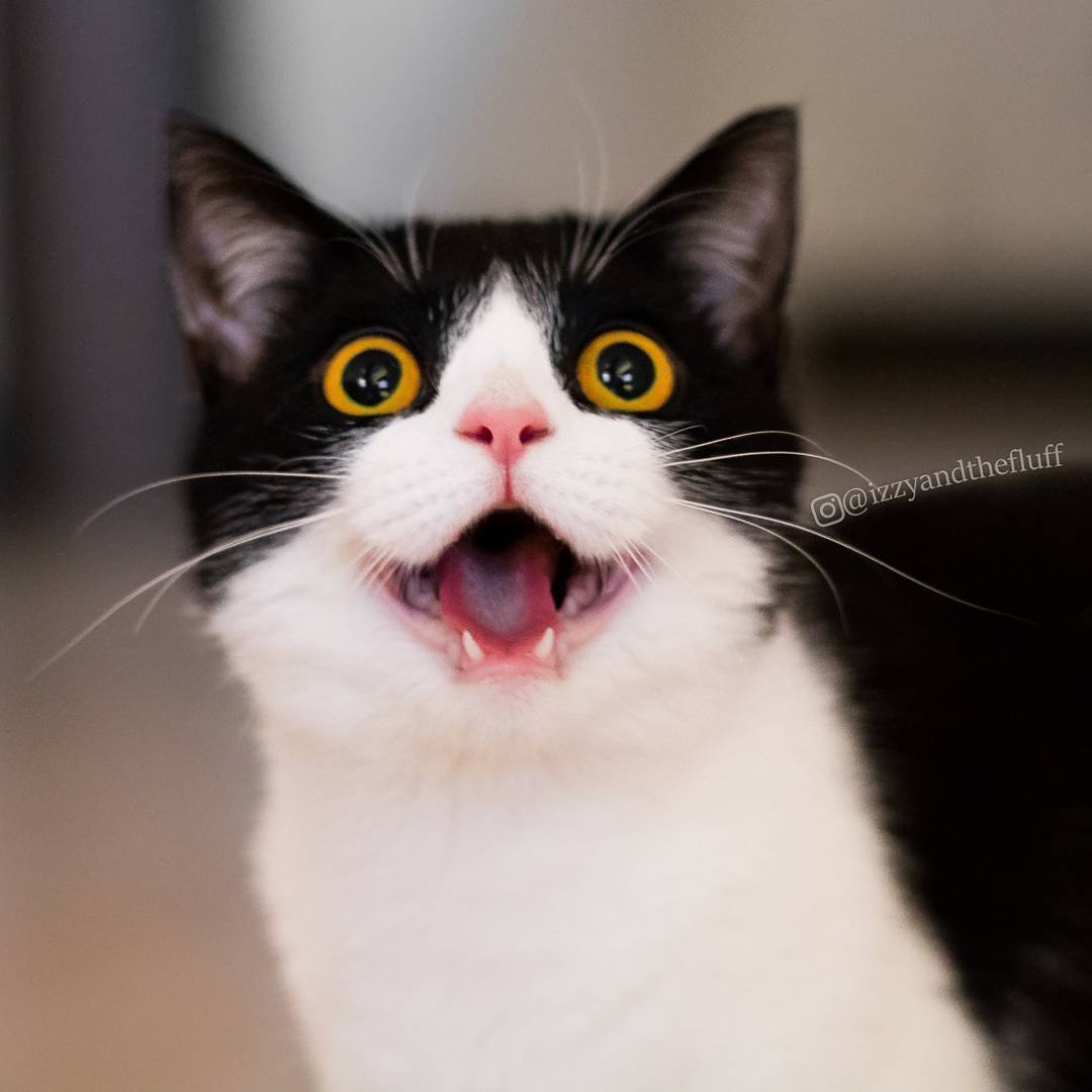 Испуганный кот