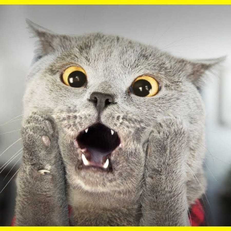 Котик с открытым ртом