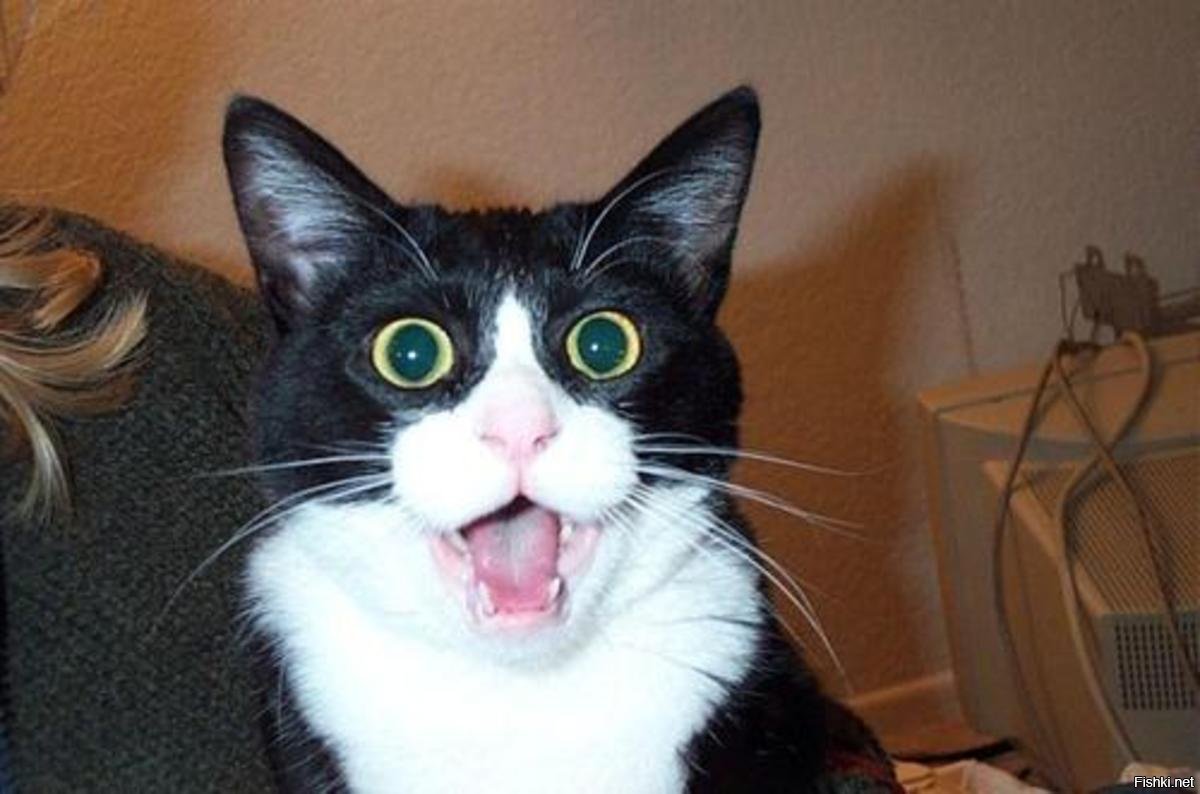 Испуганный кот