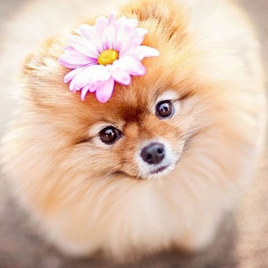 Шпиц с цветочком
