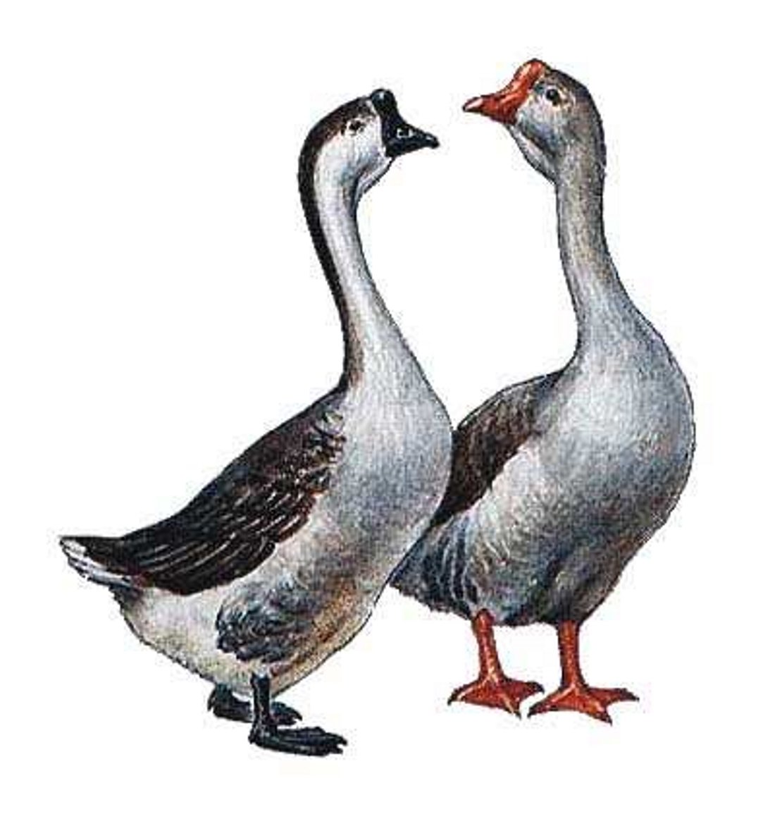 Гусь для детей