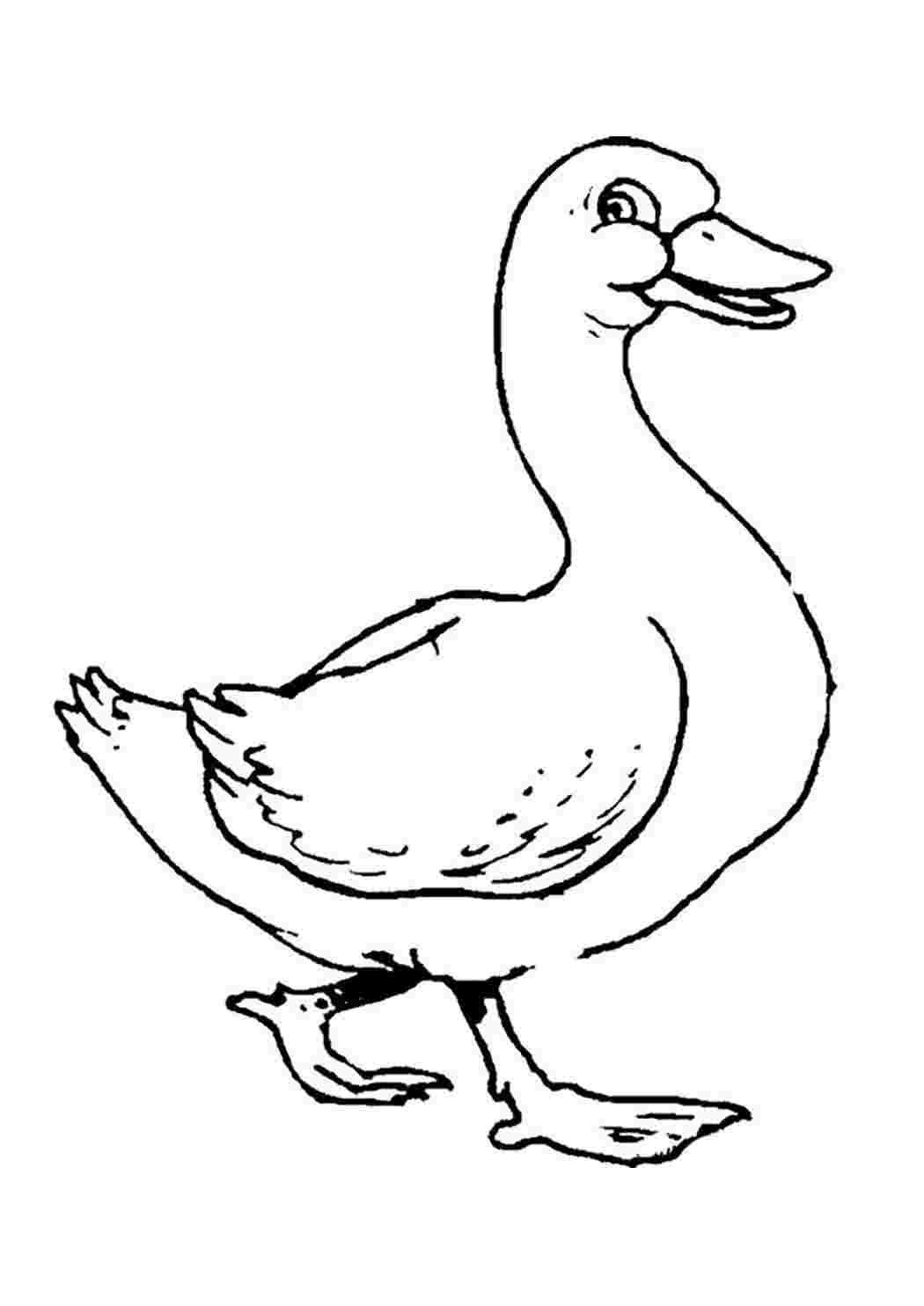 Утка раскраска