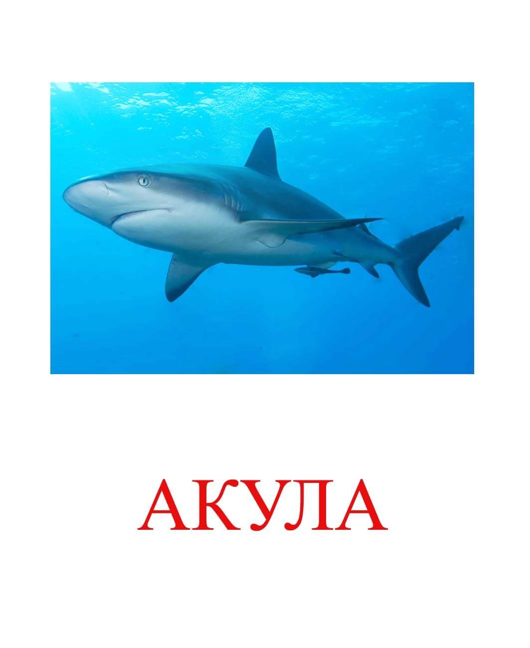 Наклейка на автомобиль акула