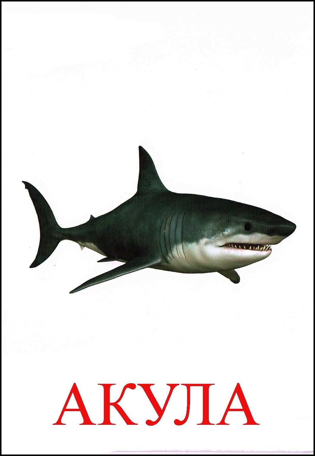 Акула эмблема