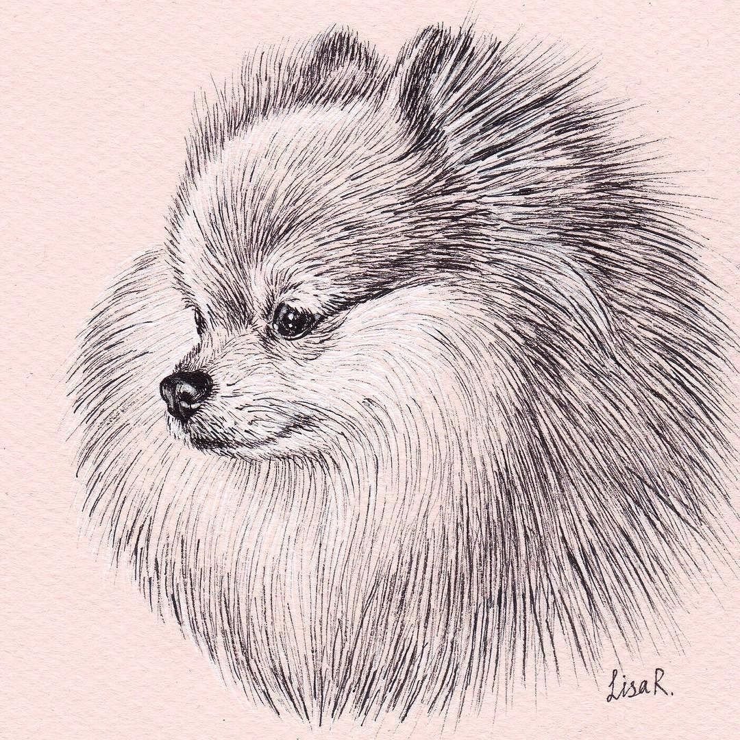 Померанский шпиц карандашом