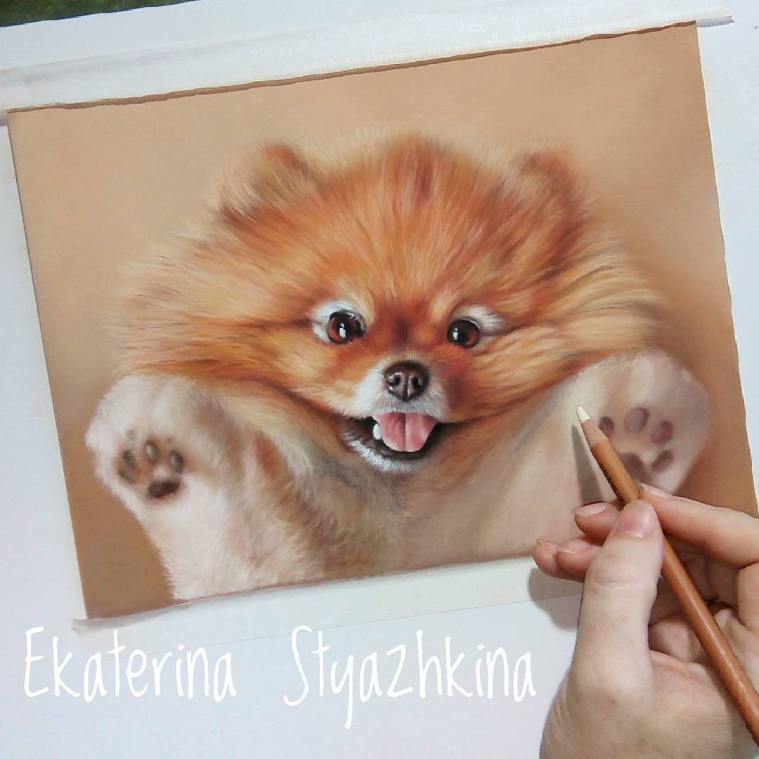 Шпиц разноцветным карандашом