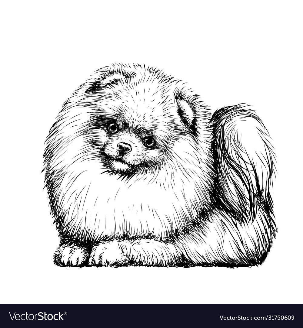 Раскраска собака померанский шпиц