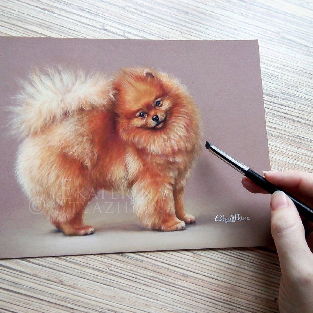 Шпиц вектор