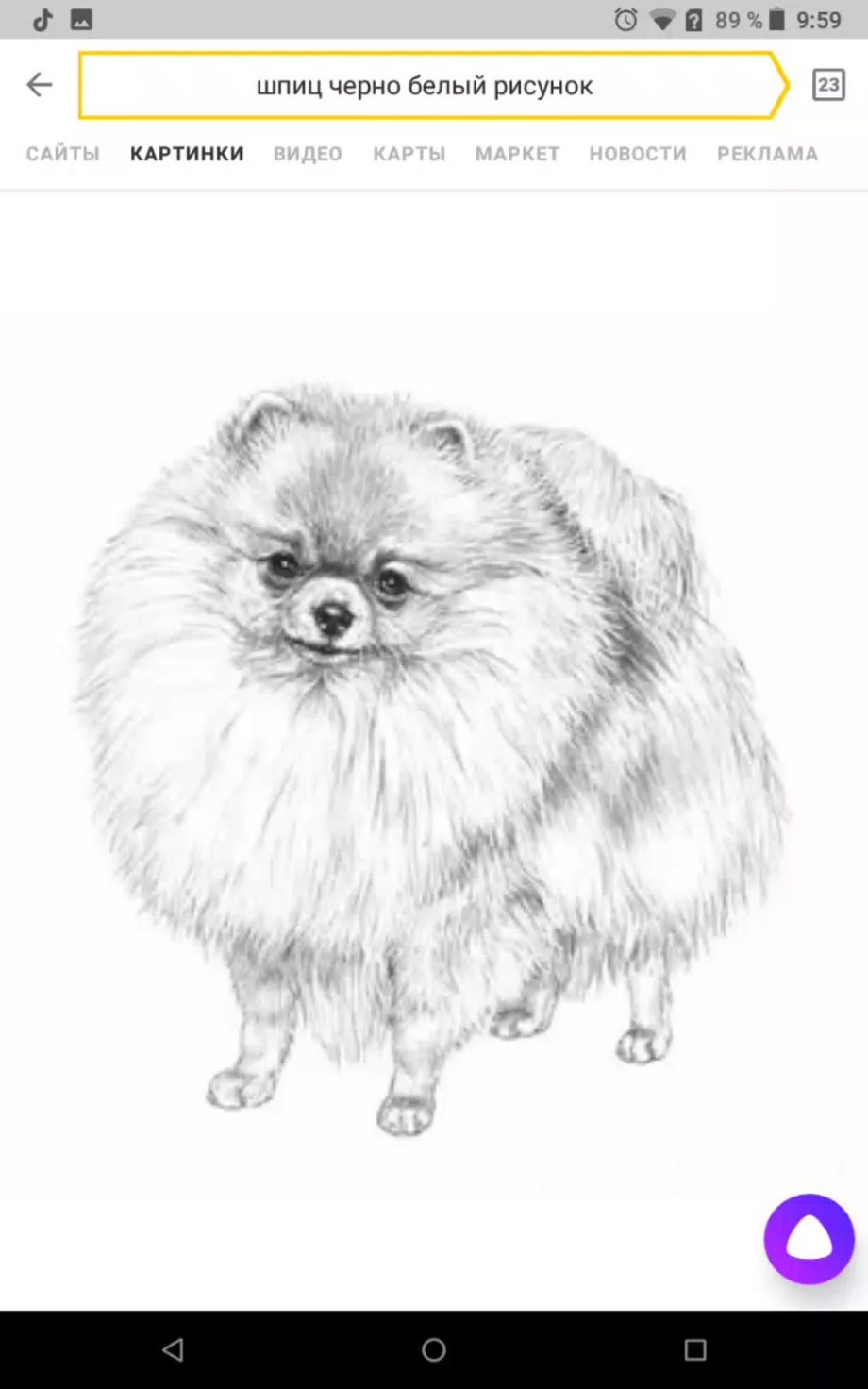 Фурри померанский шпиц