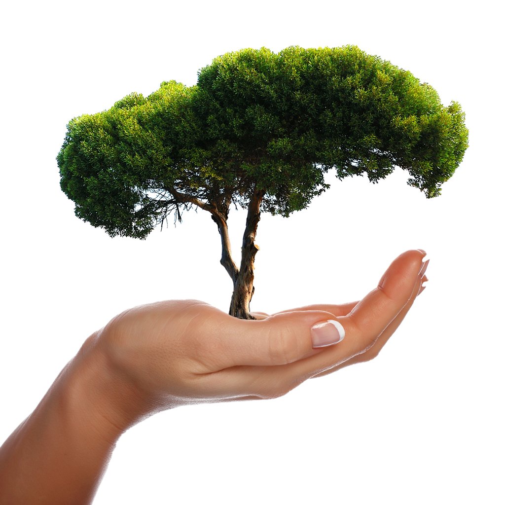 Дерево растет