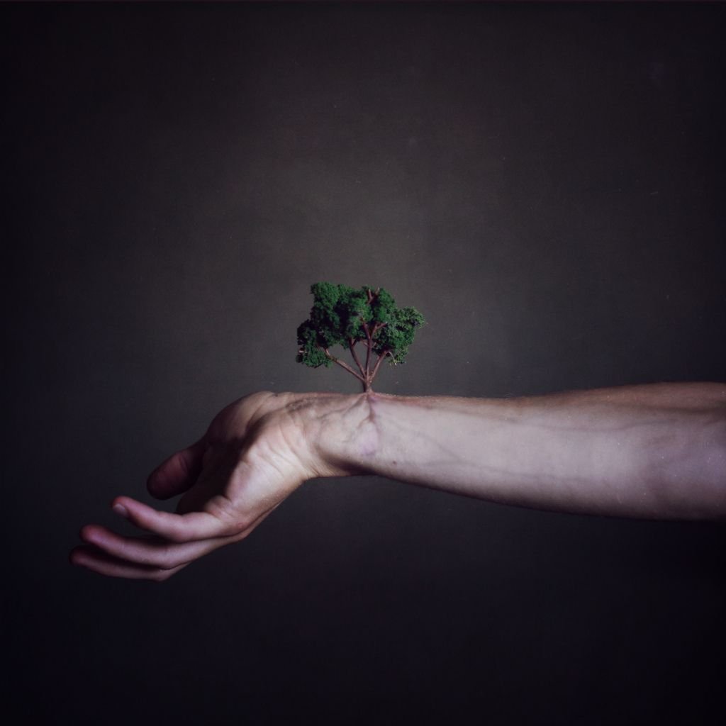 Руки на дереве Эстетика