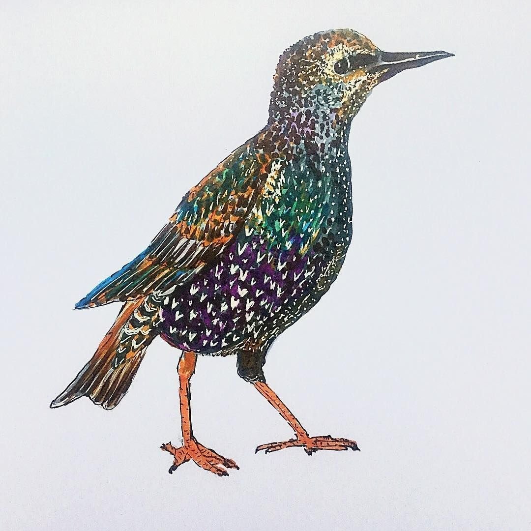 Скворец арт