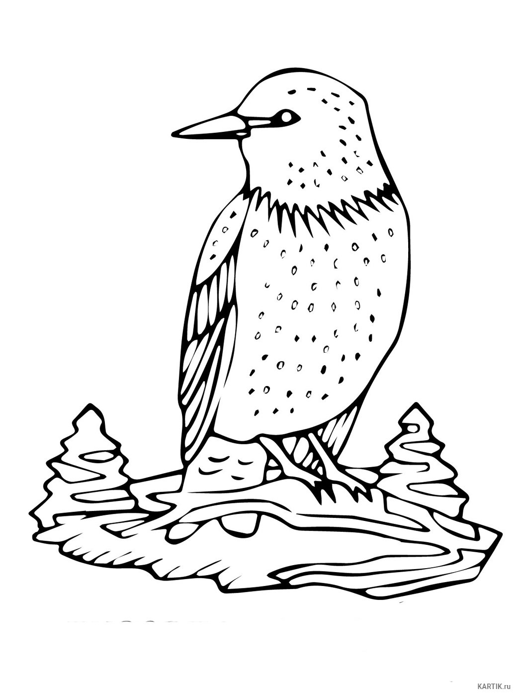 Раскраска птицы скворец