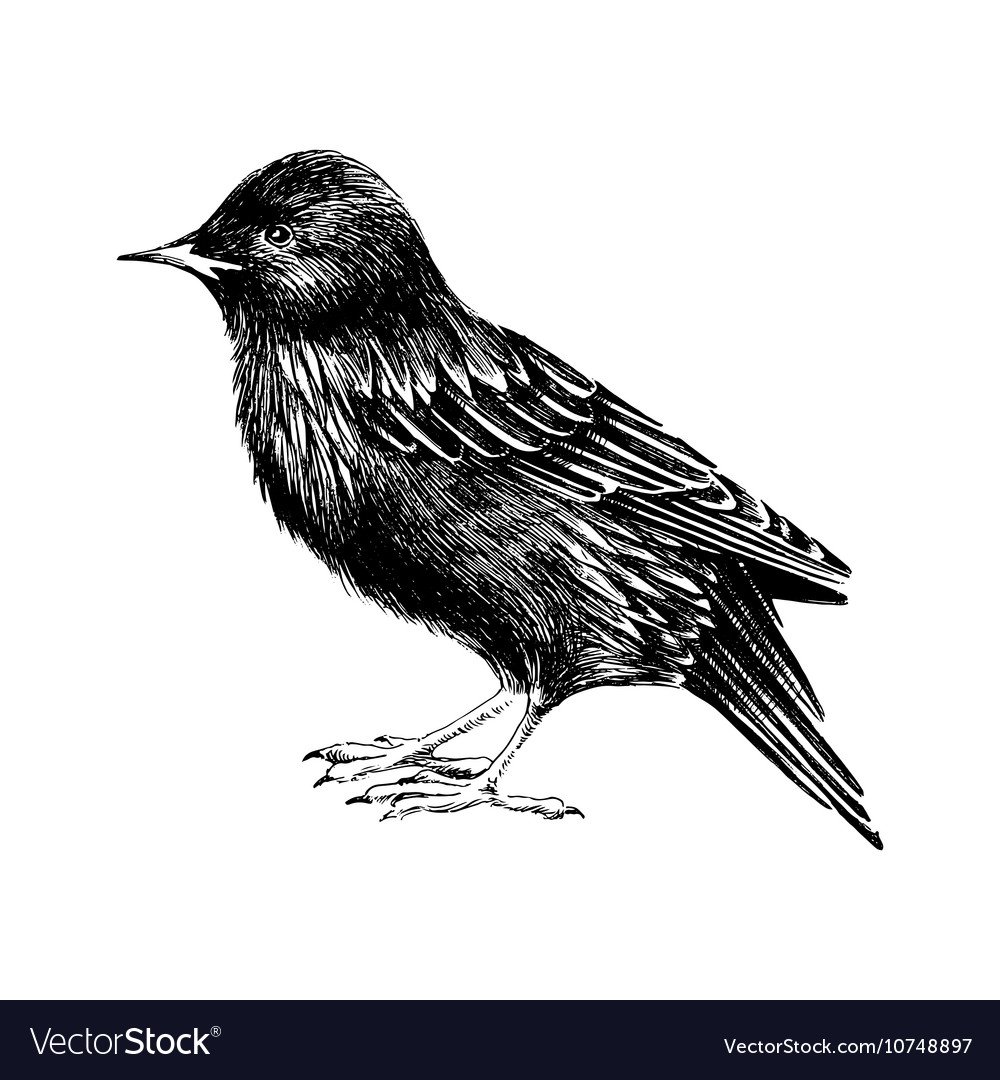 Скворец рисунок для детей