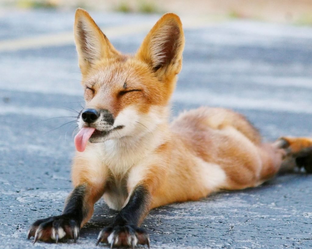 Лисичка Патрикеевна Полярная