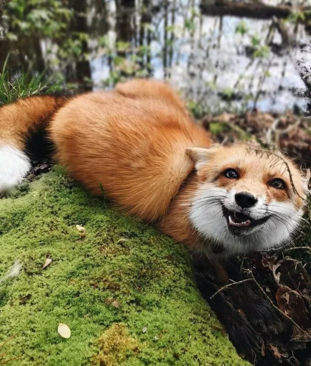 Довольная лиса