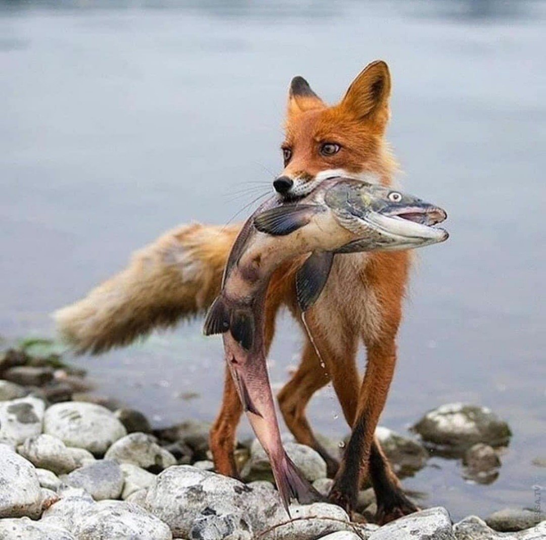 Смешной Лисенок