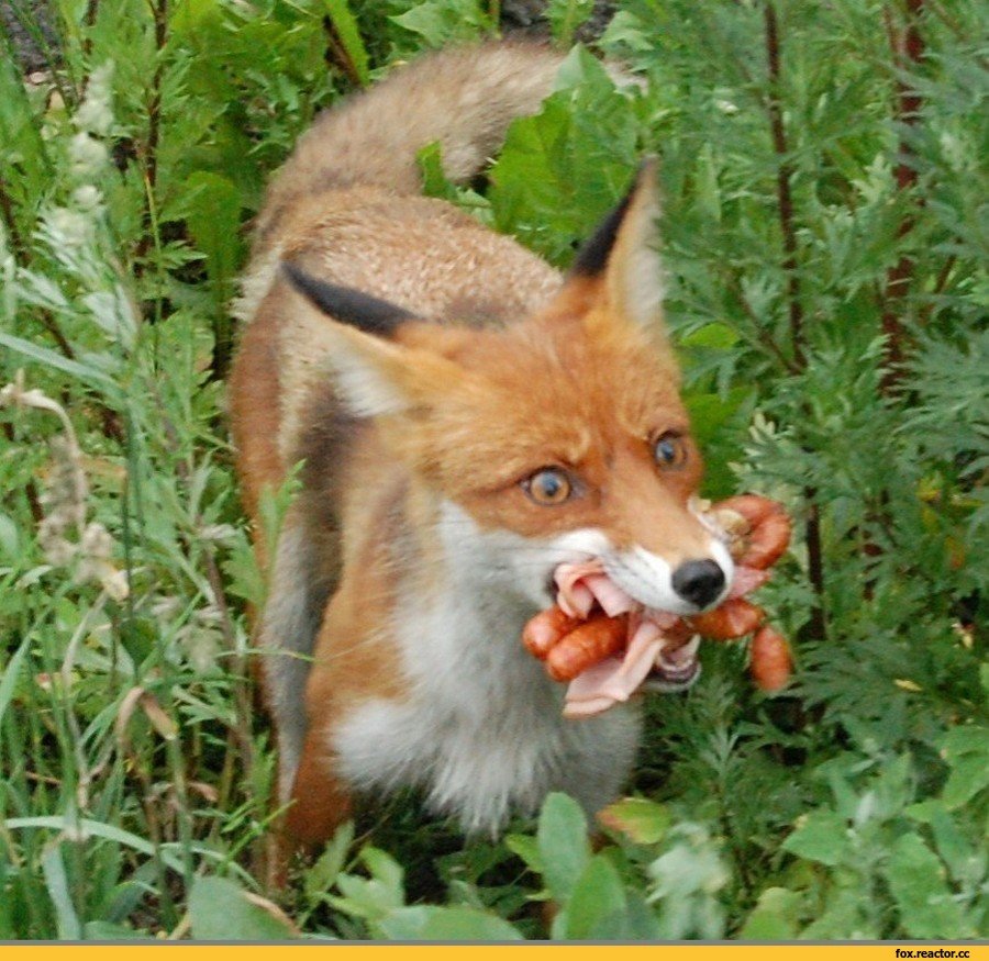 Угарные лисы