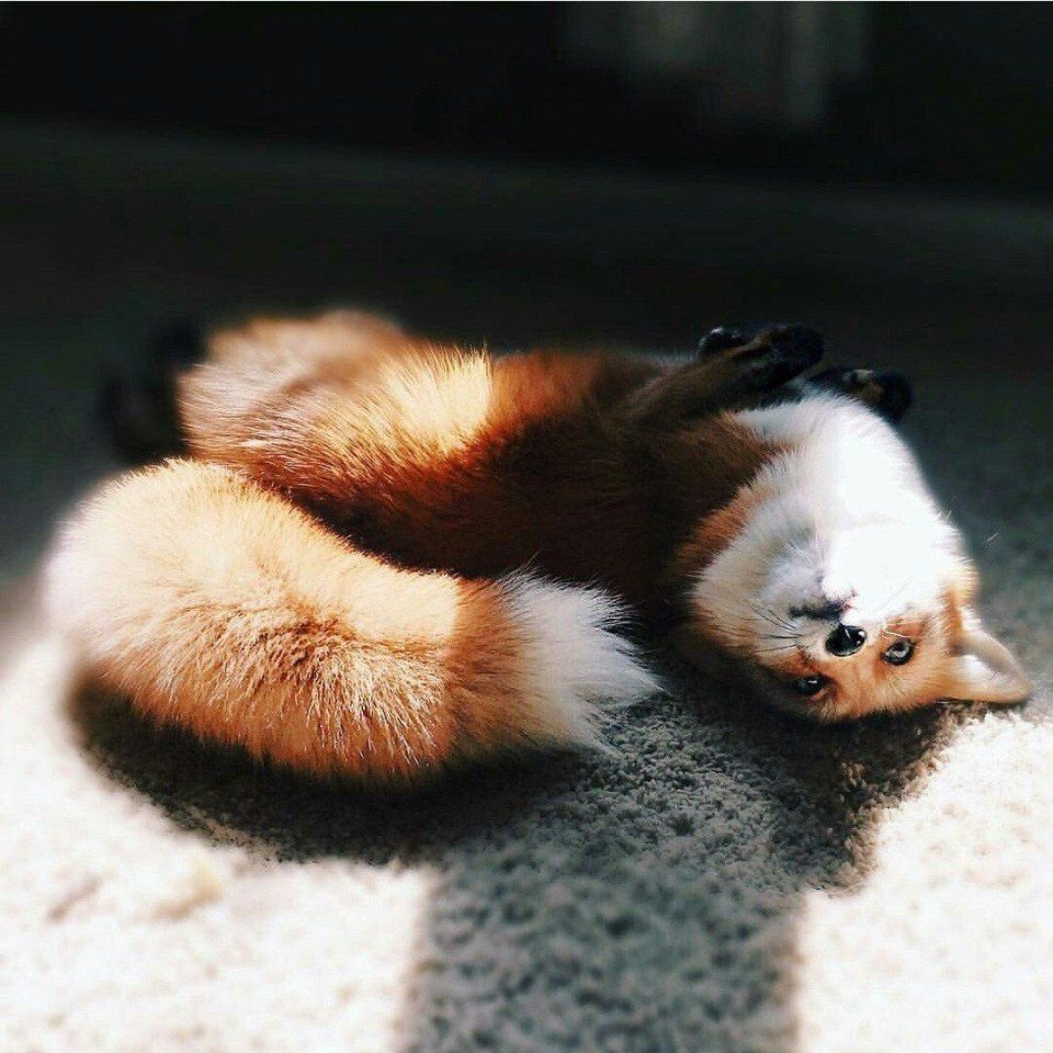 Лиса лежит на спине