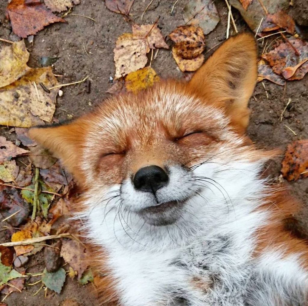 Смешные лисы