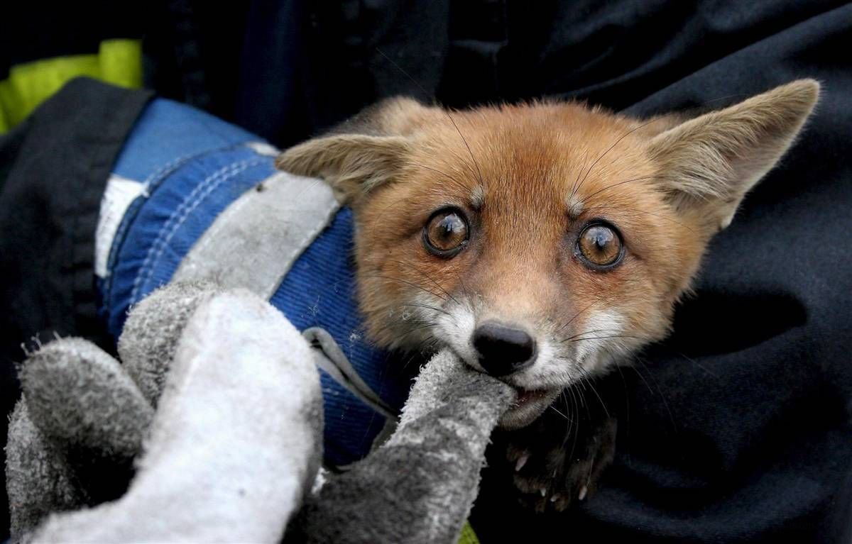 Клевая лиса