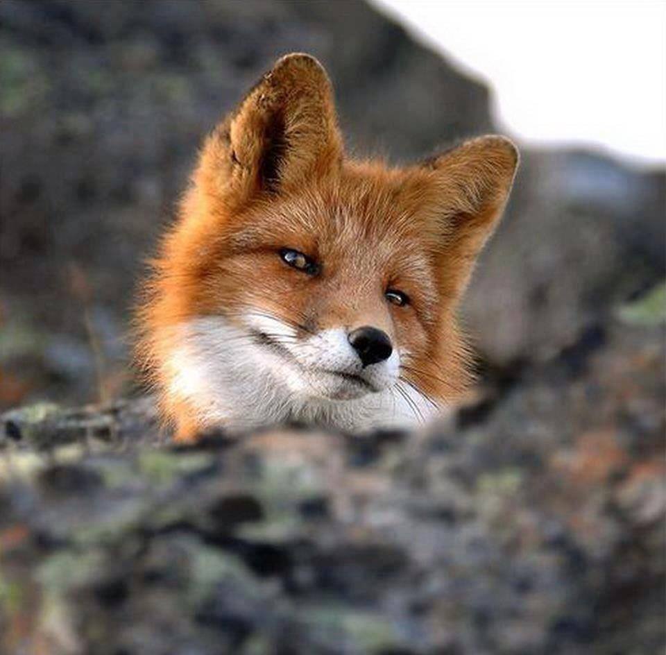 Хитрый Лисенок