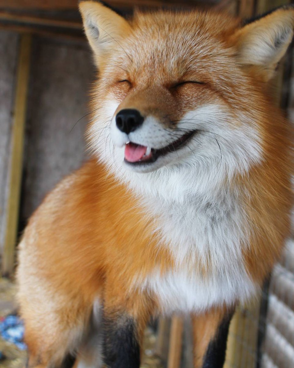 Хитрая лиса