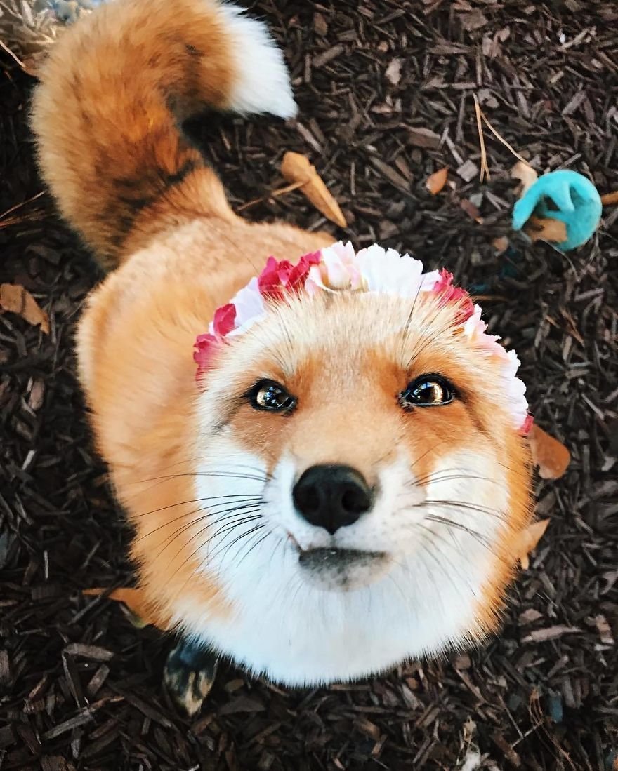 Лисичка с венком